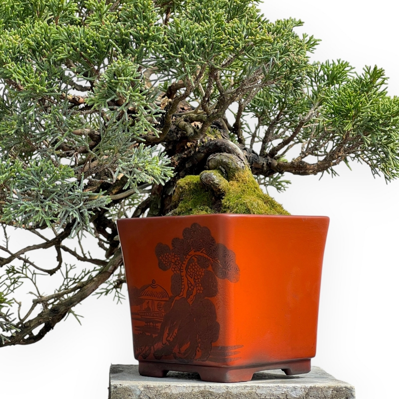 Juniperus Chinensis - Jeneverbes - 29 cm