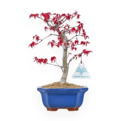Acer Palmatum Deshojo - Acero - 26 cm