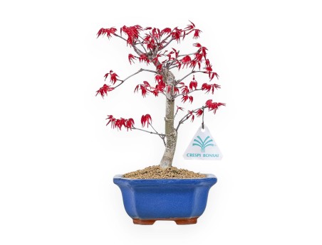 Acer Palmatum Deshojo - Acer - 26 cm