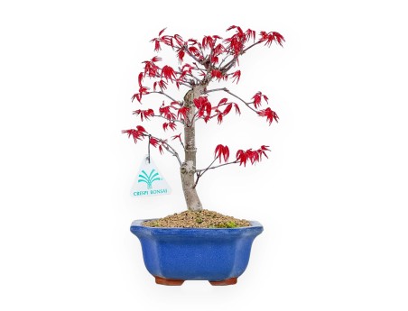 Acer Palmatum Deshojo - Érable - 26 cm