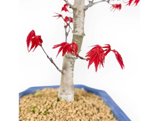 Acer Palmatum Deshojo - 26 cm 2