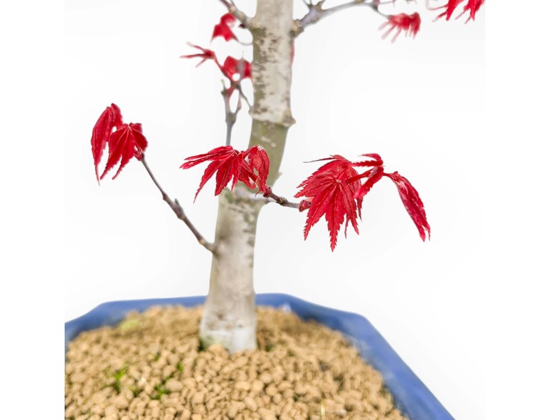 Acer Palmatum Deshojo - 26 cm