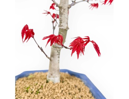 Acer Palmatum Deshojo - Érable - 26 cm