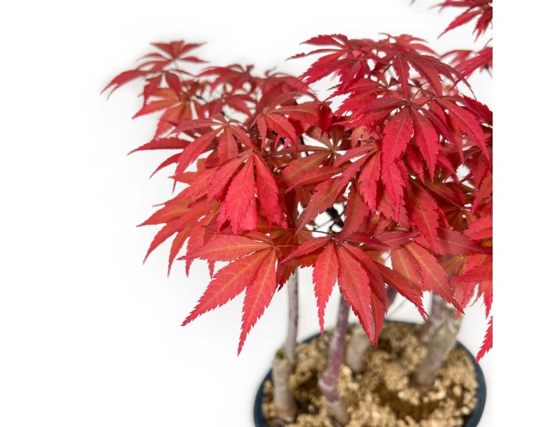 Acer Palmatum Nomura - Ahorn - 36 cm