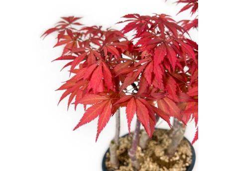 Acer Palmatum Nomura - Ahorn - 36 cm