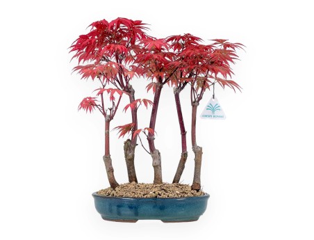 Acer Palmatum Nomura - Acero - 36 cm