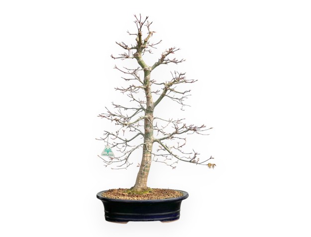 Acer Palmatum Viridis - Arce - 71 cm