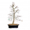 Acer Palmatum Viridis - Érable - 71 cm