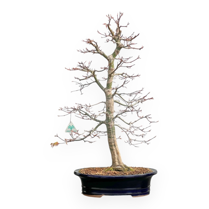 Acer Palmatum Viridis - Érable - 71 cm