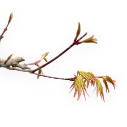 Acer Palmatum Viridis - Érable - 71 cm