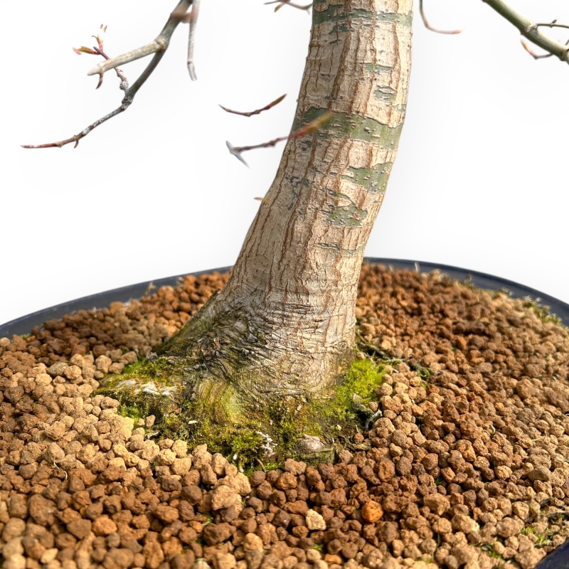 Acer Palmatum Viridis - Érable - 71 cm