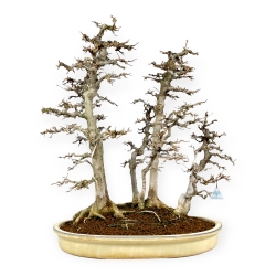 Acer Buergerianum - Maple - 62 cm