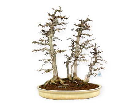 Acer Buergerianum - Érable - 62 cm