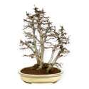 Acer Buergerianum - Maple - 62 cm