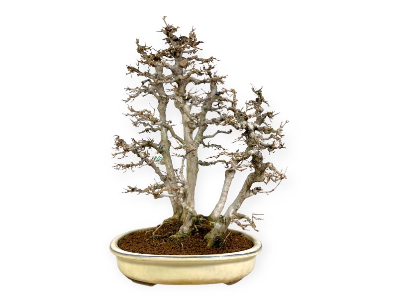 Acer Buergerianum - Esdoorn - 62 cm