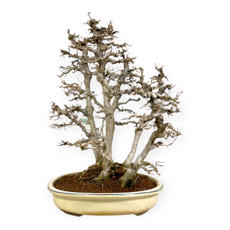 Acer Buergerianum - Maple - 62 cm