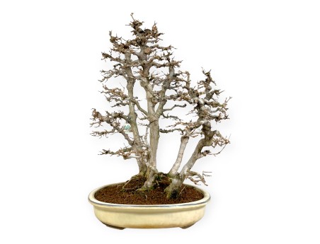 Acer Buergerianum - Acero - 62 cm