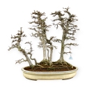 Acer Buergerianum - Maple - 62 cm