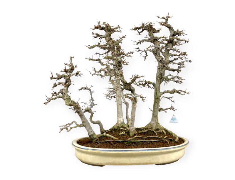 Acer Buergerianum - Esdoorn - 62 cm