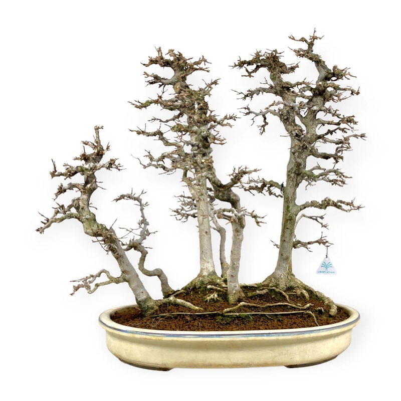 Acer Buergerianum - Maple - 62 cm