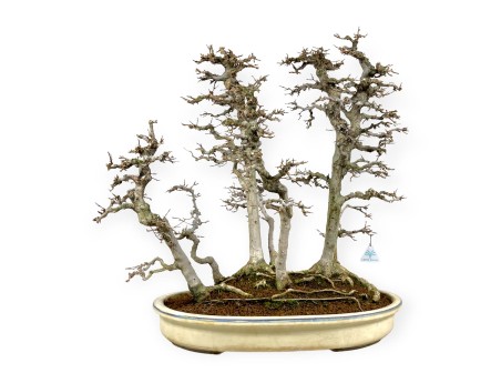 Acer Buergerianum - Esdoorn - 62 cm