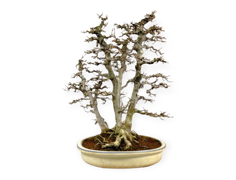 Acer Buergerianum - Esdoorn - 62 cm