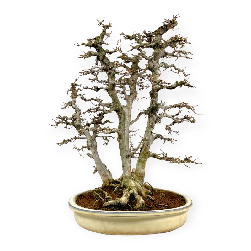 Acer Buergerianum - Maple - 62 cm