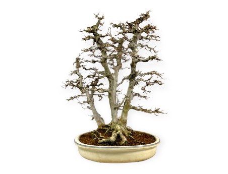 Acer Buergerianum - Acero - 62 cm