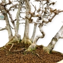 Acer Buergerianum - Maple - 62 cm