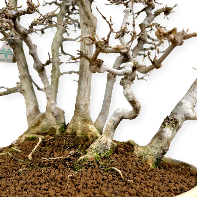 Acer Buergerianum - Érable - 62 cm