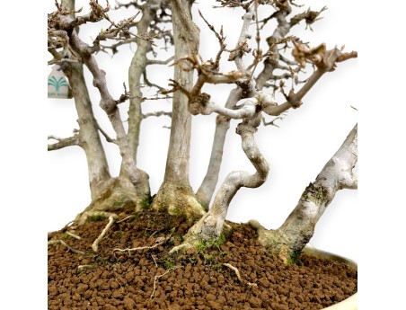 Acer Buergerianum - Arce - 62 cm