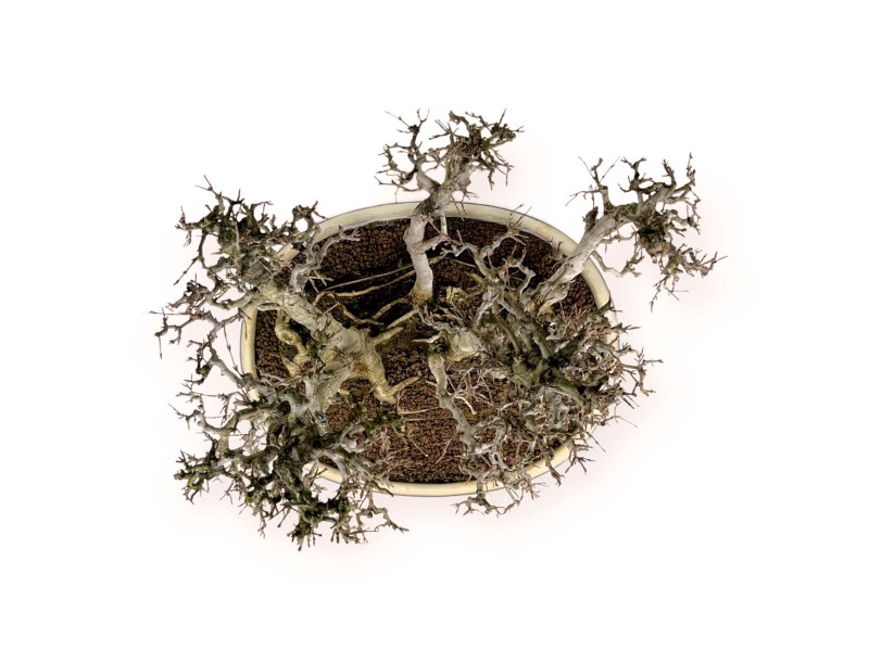 Acer Buergerianum - Esdoorn - 62 cm