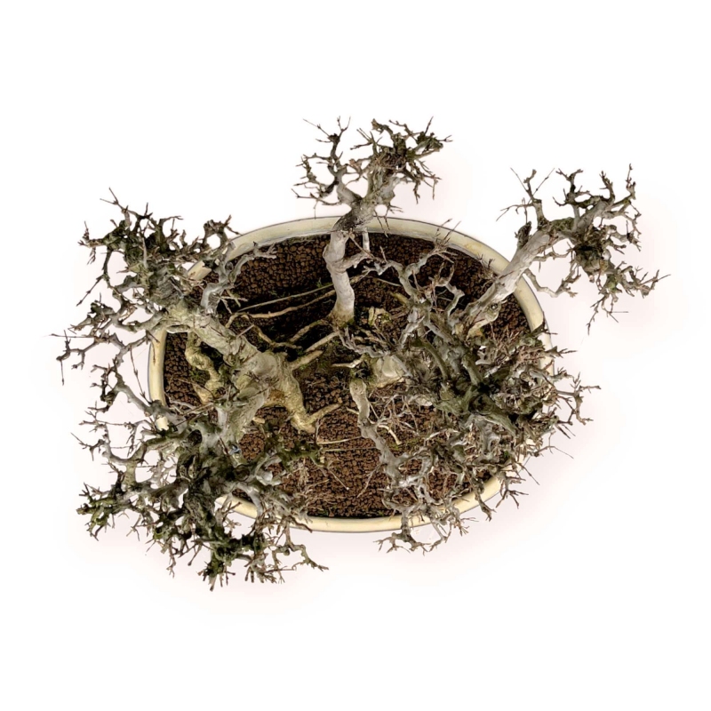 Acer Buergerianum - Maple - 62 cm