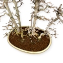 Acer Buergerianum - Érable - 62 cm