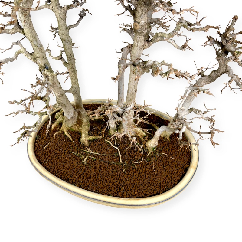 Acer Buergerianum - Maple - 62 cm