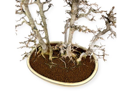 Acer Buergerianum - Arce - 62 cm