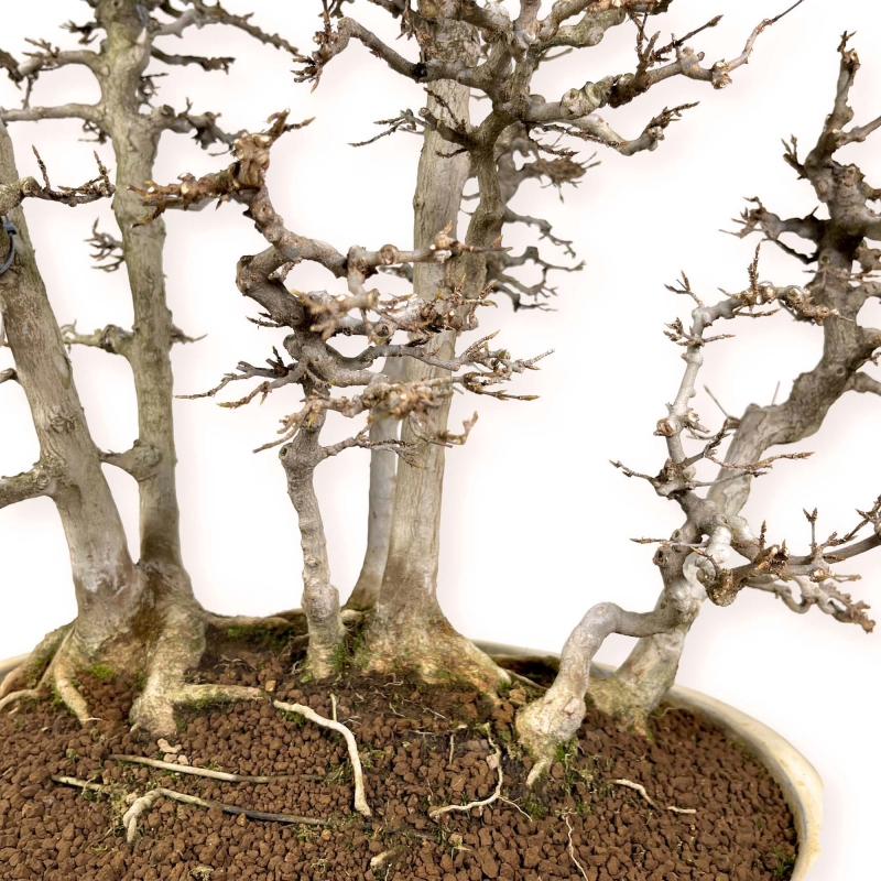 Acer Buergerianum - Maple - 62 cm