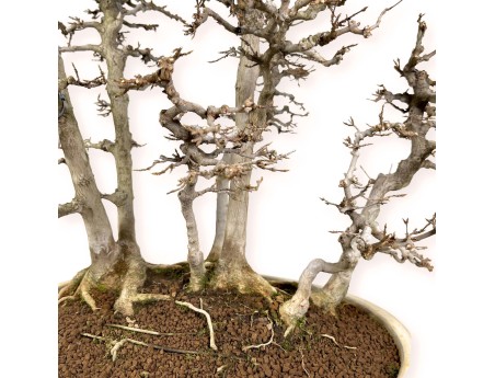 Acer Buergerianum - Ahorne - 62 cm