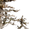 Acer Buergerianum - Maple - 62 cm