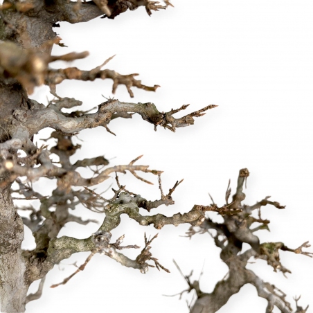 Acer Buergerianum - Érable - 62 cm