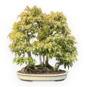 Acer Buergerianum - Maple - 62 cm
