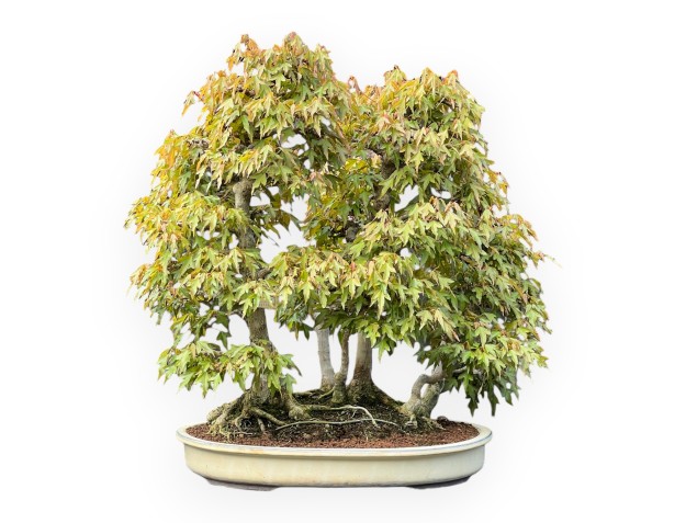 Acer Buergerianum - Arce - 62 cm