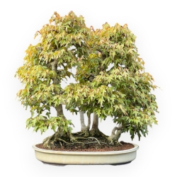 Acer Buergerianum - Maple - 62 cm