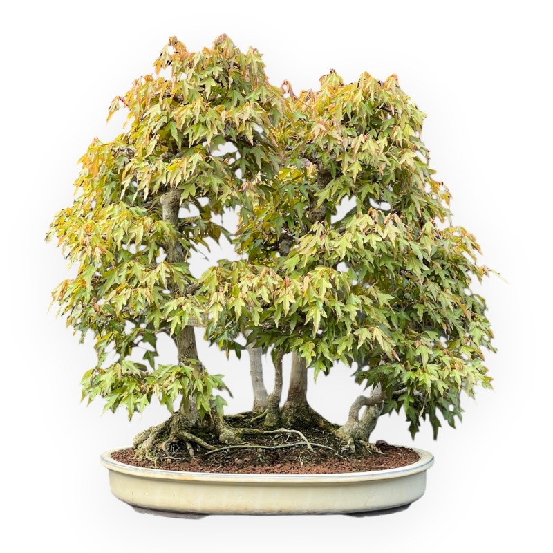 Acer Buergerianum - Érable - 62 cm