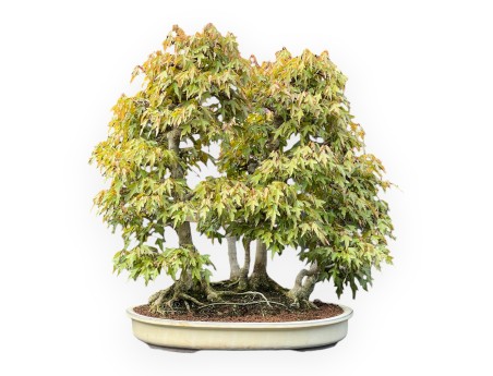 Acer Buergerianum - Érable - 62 cm