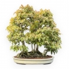 Acer Buergerianum - Érable - 62 cm