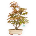 Acer Palmatum - Érable - 43 cm