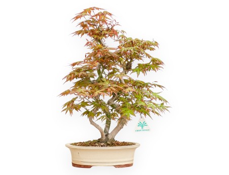 Acer Palmatum - Érable - 43 cm