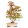 Acer Palmatum - Érable - 43 cm