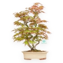 Acer Palmatum - Érable - 43 cm